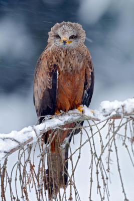 [c4486] %Read# !Online~ Red Kite on a Snowy Branch Bird Journal: 150 Page Lined Notebook/Diary -  *ePub!