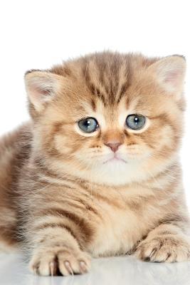 8584f] @D.o.w.n.l.o.a.d@ British Shorthair Notebook & Journal. Productivity Work Planner & Idea Notepad: Brainstorm Thoughts, Self Discovery, To Do List - Cute Kitty %PDF@