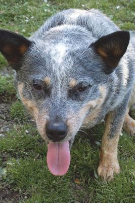 [301fd] ~R.e.a.d^ ^O.n.l.i.n.e* Say Hello to the Blue Heeler Australian Cattle Dog Journal: 150 Page Lined Notebook/Diary -  @ePub*